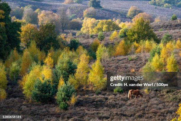 high angle view of trees in forest during autumn - landschap natuur 個照片及圖片檔