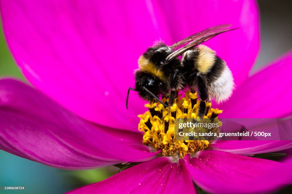 Close-up of bee pollinating on pink flower,Bad Kreuzen,Austria