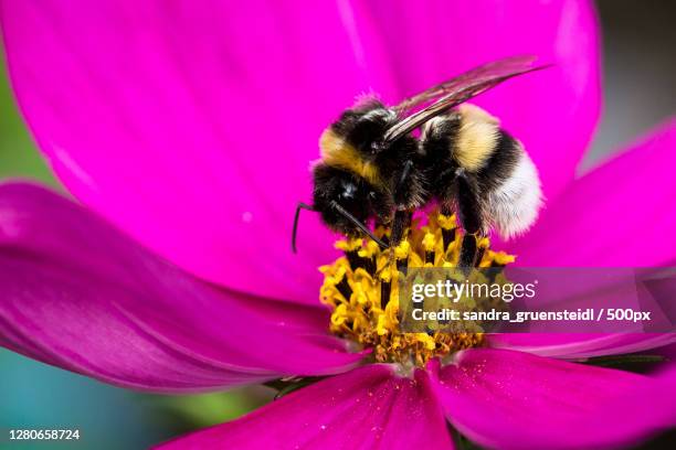 close-up of bee pollinating on pink flower,bad kreuzen,austria - bourdon photos et images de collection