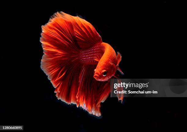 colourful siamese fighting fish is moving moment  isolate on black background - animal black backround isolated stockfoto's en -beelden