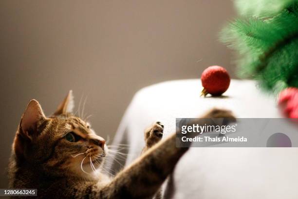 gatto che gioca con l'albero di natale - cat with red hat foto e immagini stock