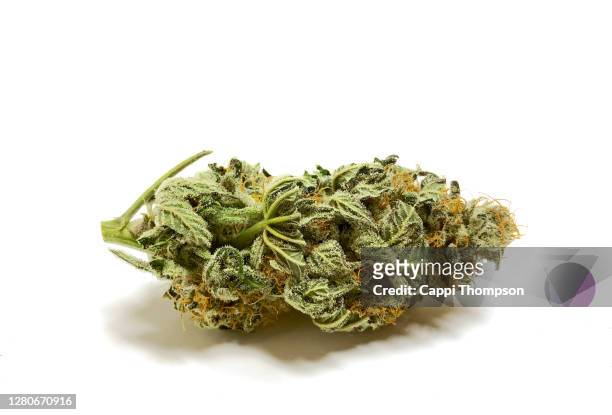 medical cannabis bud isolated over a white background - cannabis droge stockfoto's en -beelden