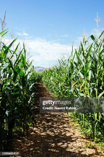 path through a tall corn crop, on a sunny day - corn maze stock pictures, royalty-free photos & images
