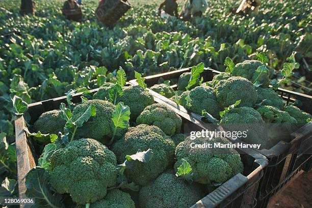 freshly picked broccoli in crates - brécol fotografías e imágenes de stock