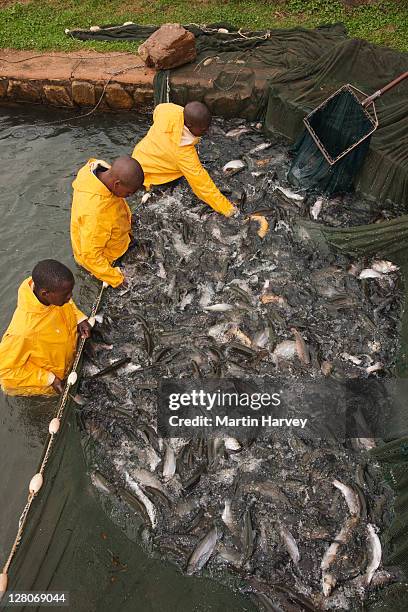 workers in trout pond at trout (onchorynchus mykiss) hatchery - fish hatchery stock-fotos und bilder
