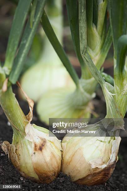 garden onions (allium cepa) in field, close up - ui stockfoto's en -beelden