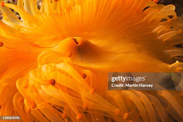 bubble tip anemone (entacmaea quadricolor) close up - entacmaea stock pictures, royalty-free photos & images