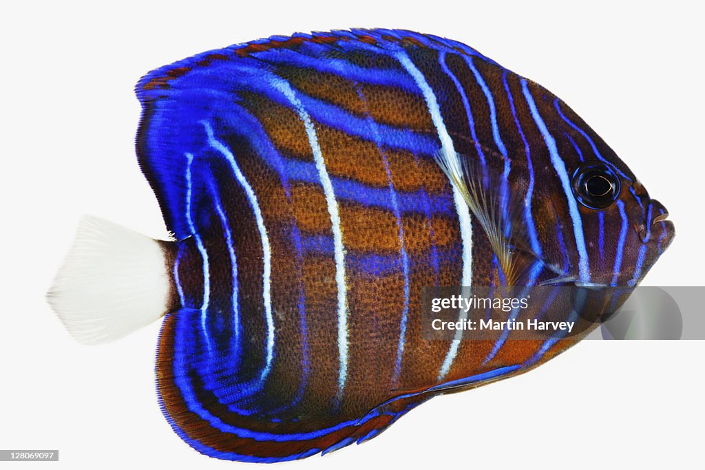 Juvenile Blue ring angel fish (Pomacanthus annularis) studio shot against white background