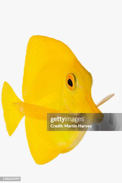 yellow tang fish (zebrasoma flavescens) studio shot against white background - pesce chirurgo foto e immagini stock