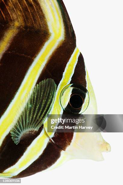 sailfin tang fish (zebrasoma veliferum) studio shot against white background - zebrasoma veliferum stock pictures, royalty-free photos & images