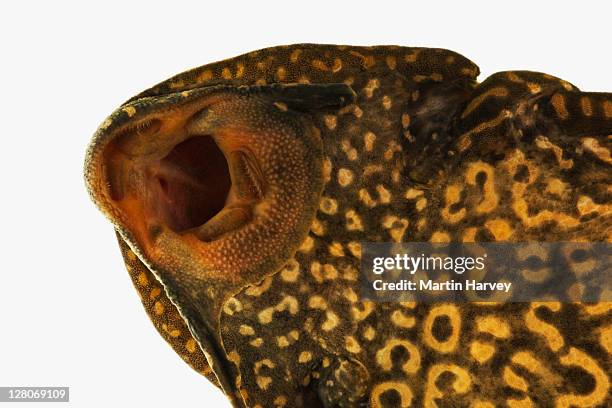 sailfin pleco fish (glytoperichthys gibbiceps) close up of mouth studio shot against white background - loricariidae stock pictures, royalty-free photos & images