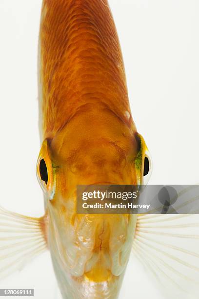 frontal view of golden freshwater angelfish (pterophyllum scalare) studio shot against white background - scalare stock-fotos und bilder