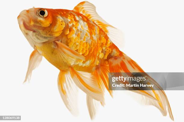 goldfish (carassius auratus) studio shot against white background - carassius auratus auratus stock pictures, royalty-free photos & images