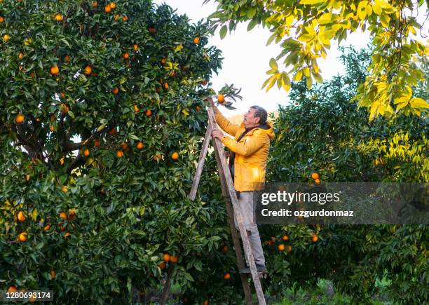 hogere landbouwer die in oranje boomgebied werkt - tree farm stockfoto's en -beelden