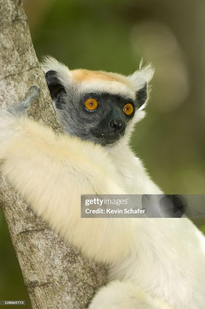 Golden-crowned sifaka (Propithecus tattersallli) Fenamby Reserve, Daraina, Northeastern Madagascar endangered