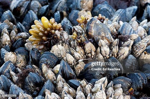Sea Messusle Sea Mussels Photos and Premium High Res Pictures - Getty Images