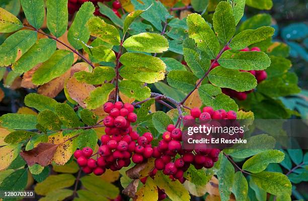 european mountain ash (sorbus aucuparia), fruit like small apples with bright red skin, native of eurasia, introduced in colonial times, mount rainier national park, washington, usa - rowan tree stock pictures, royalty-free photos & images