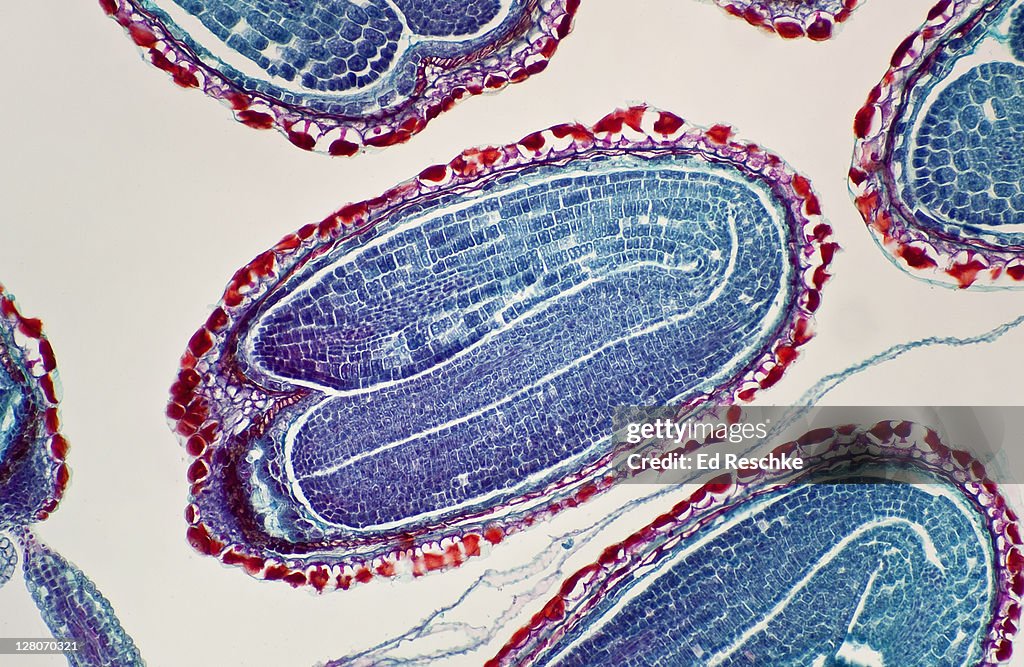 Shepherd's-purse (Capsella bursa-pastoris), Plant Embryo with Cotyledons, Radical and Hypocotyl, Capsella (Magnification x 25). The two cotyledons are in the seed and store food, This is a dicot, The radicle produces the primary root.