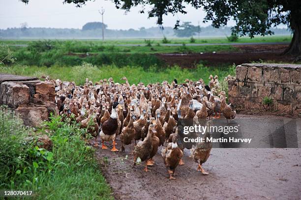 ducks (anatidae) entering farm theni, tamil nadu, india. - ducks following stock pictures, royalty-free photos & images