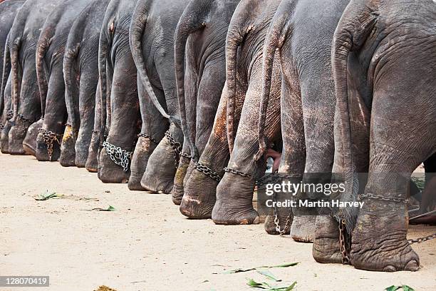 elephants (elephas maximus) chained up at a religious temple festival. kochi, kerala, india - kerala elephants stock pictures, royalty-free photos & images