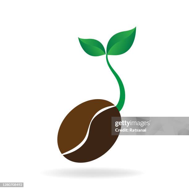 coffee seed - espresso beans stock illustrations