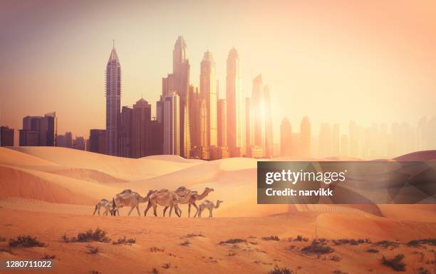 dubai city in the desert - camel period stock pictures, royalty-free photos & images