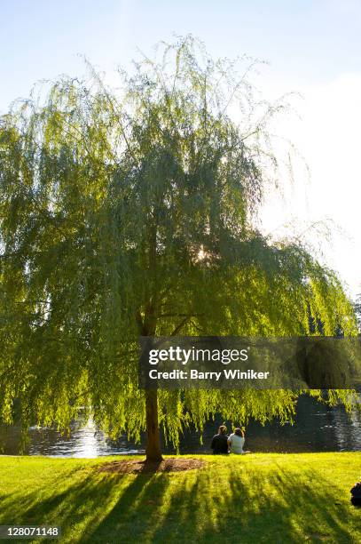 boston public garden lagoon, boston common, boston, massachusetts, usa - lagoon willow stock pictures, royalty-free photos & images