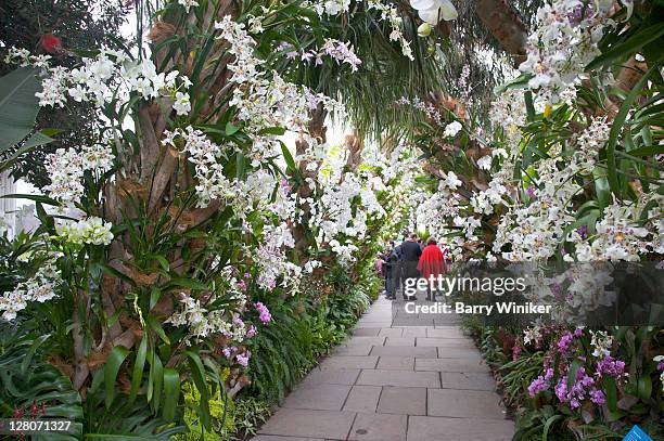 orchid path, orchid show, cuba in bloom, at the enid haupt conservatory, the new york botanical gardens, the bronx, new york, usa - the bronx foto e immagini stock