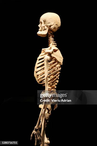 human skeleton anatomical death abstract isloated - man standing full body isolated stock pictures, royalty-free photos & images