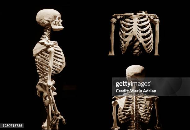 human skeleton anatomical death abstract isloated - man standing full body isolated stock pictures, royalty-free photos & images