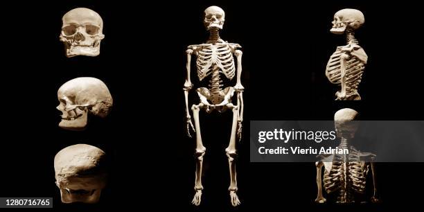 human skeleton anatomical death abstract isloated - man standing full body isolated stock pictures, royalty-free photos & images