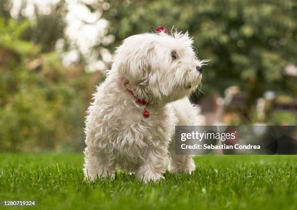 bichon dog sitting on the grass. - small cotton plant stockfoto's en -beelden
