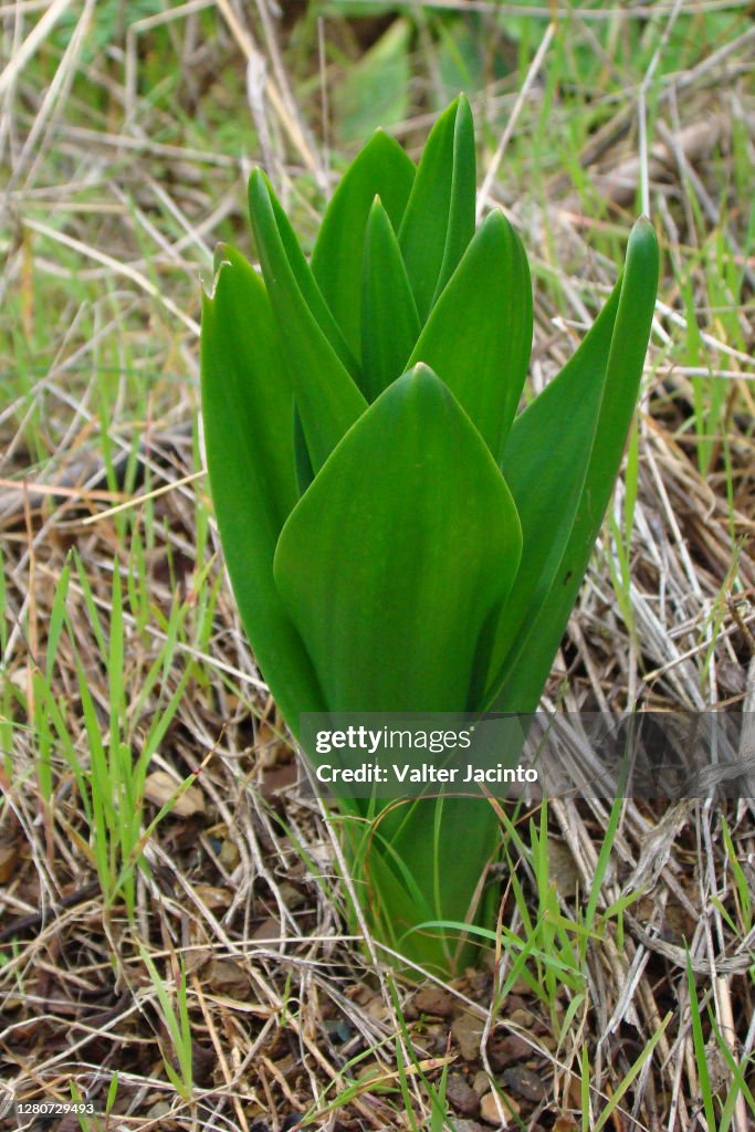 Sea Squill (Urginea maritima)