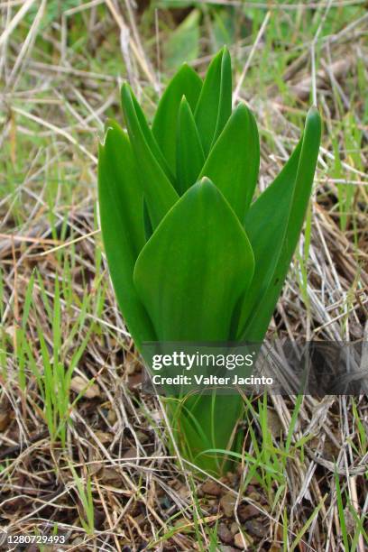sea squill (urginea maritima) - urginea maritima stock pictures, royalty-free photos & images
