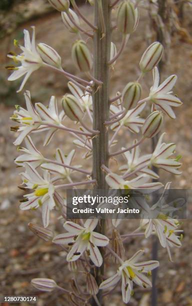 sea squill (urginea maritima) - urginea maritima stock pictures, royalty-free photos & images