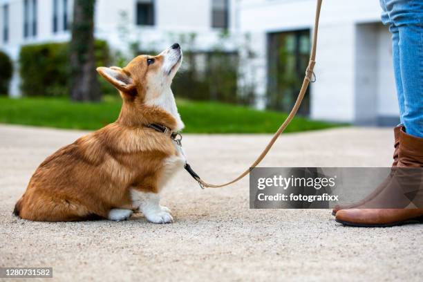 addestramento del cane: cucciolo di corgi si siede davanti a una donna, alzando lo lo stato - pembroke welsh corgi puppy foto e immagini stock
