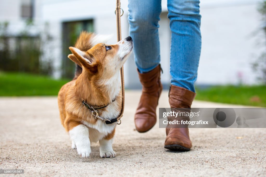 犬の訓練:女性からのリードにコーギーの子犬