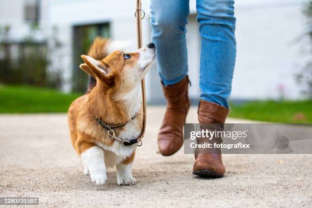 dog training: corgi puppy on a leash from a woman - pembroke welsh corgi imagens e fotografias de stock