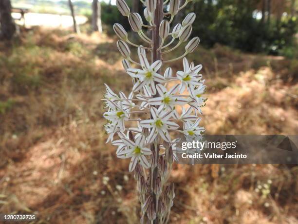 sea squill (urginea maritima) - urginea maritima stock pictures, royalty-free photos & images