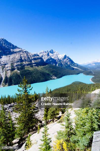 peyto lake, banff national park, alberta, canada - peytomeer stockfoto's en -beelden