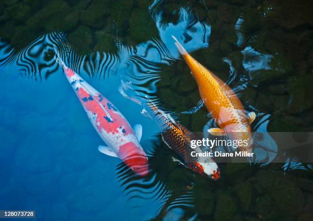 koi fish - koi carp bildbanksfoton och bilder