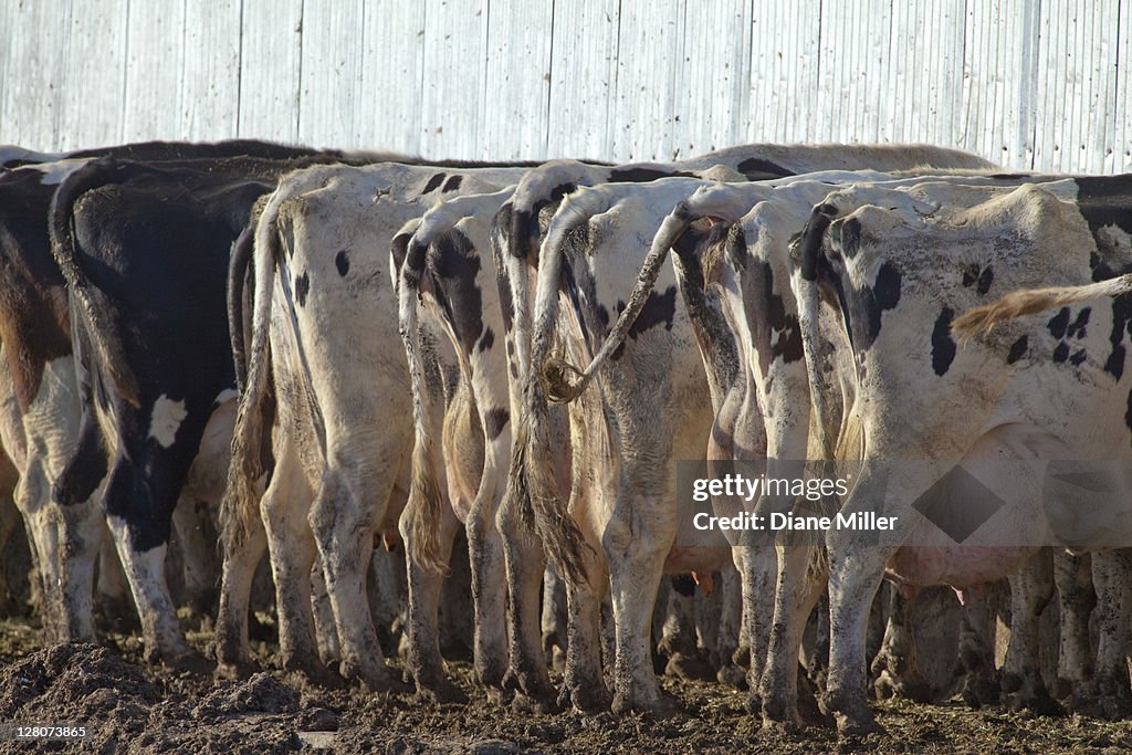 Milk cows, Northern California