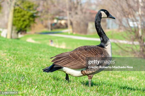 canada goose bird in public park - kanadagans stock-fotos und bilder