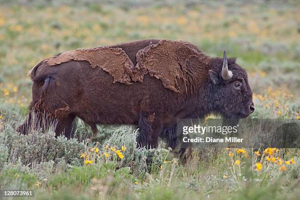 bison, teton national park, wyoming - vervellen stockfoto's en -beelden