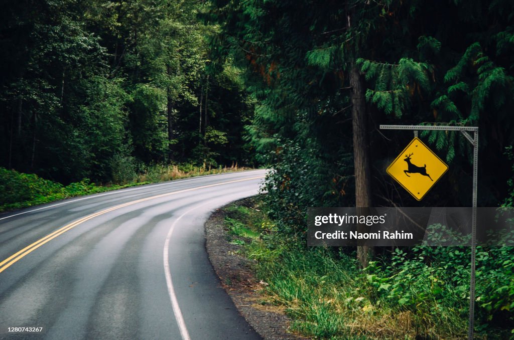 A winding road and deer crossing road sign in lush pine forest area in Canada