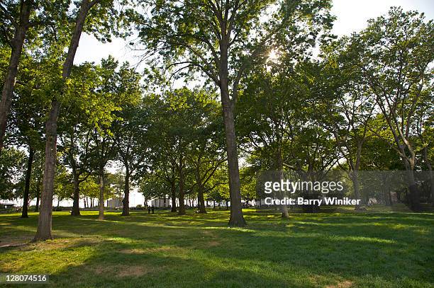 trees in late afternoon in battery park, downtown manhattan, new york - battery park stock pictures, royalty-free photos & images