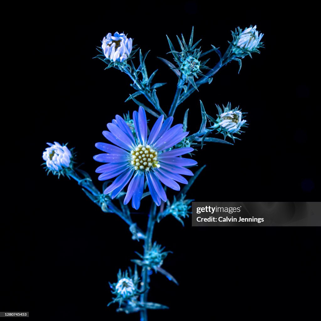 UVIVF Wildflower Daisy