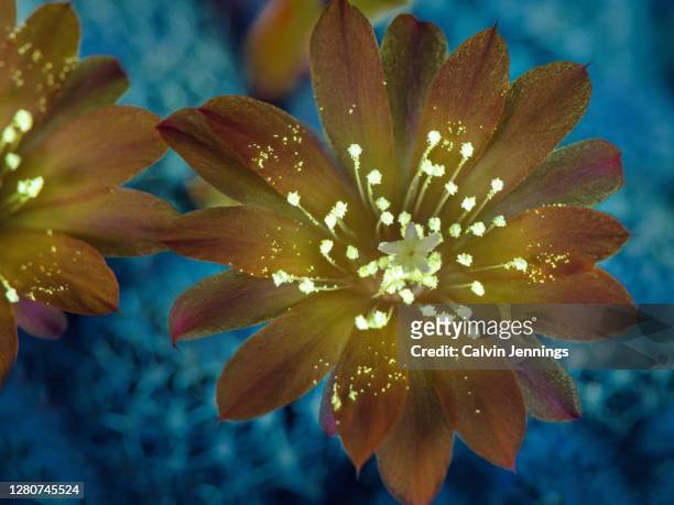 uvivf cactus flower - uv light stock pictures, royalty-free photos & images