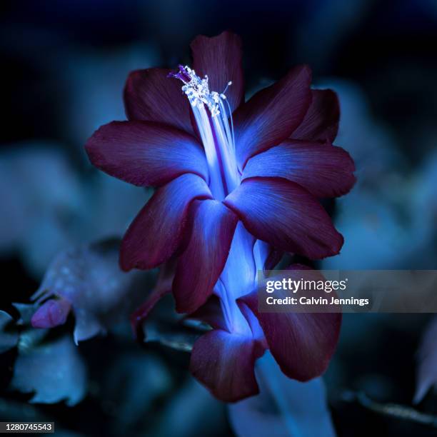 uvivf red christmas cactus - ultraviolet light stock pictures, royalty-free photos & images