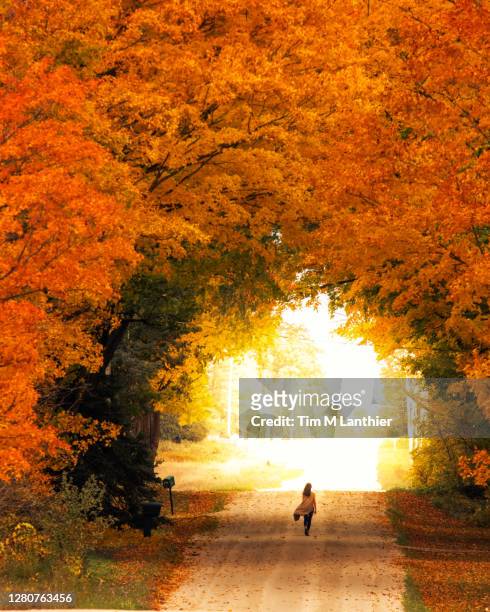 girl walking through a towering wall of autumn colours - maple tree canada stock pictures, royalty-free photos & images